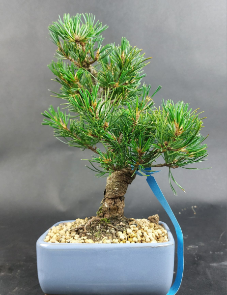 Bonsai - Mädchenkiefer, Pinus Pentaphylla, Kokonoe, Japan